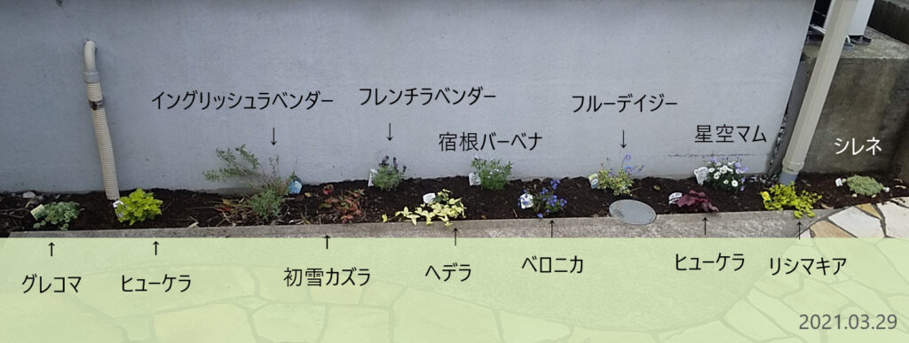 ズボラな私にピタッとはまるたっぷりの宿根草 半日影 北側の細い花壇 きちんとズボラ