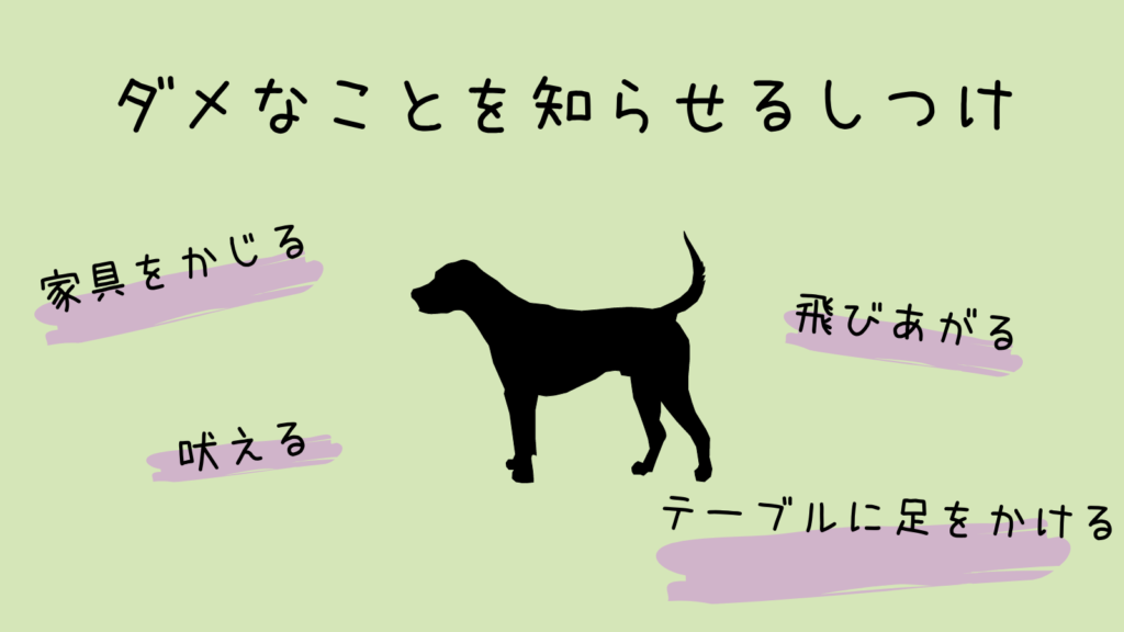 犬のしつけの種類や順番は トイレトレーニングよりも先にやっておきたいこと きちんとズボラ