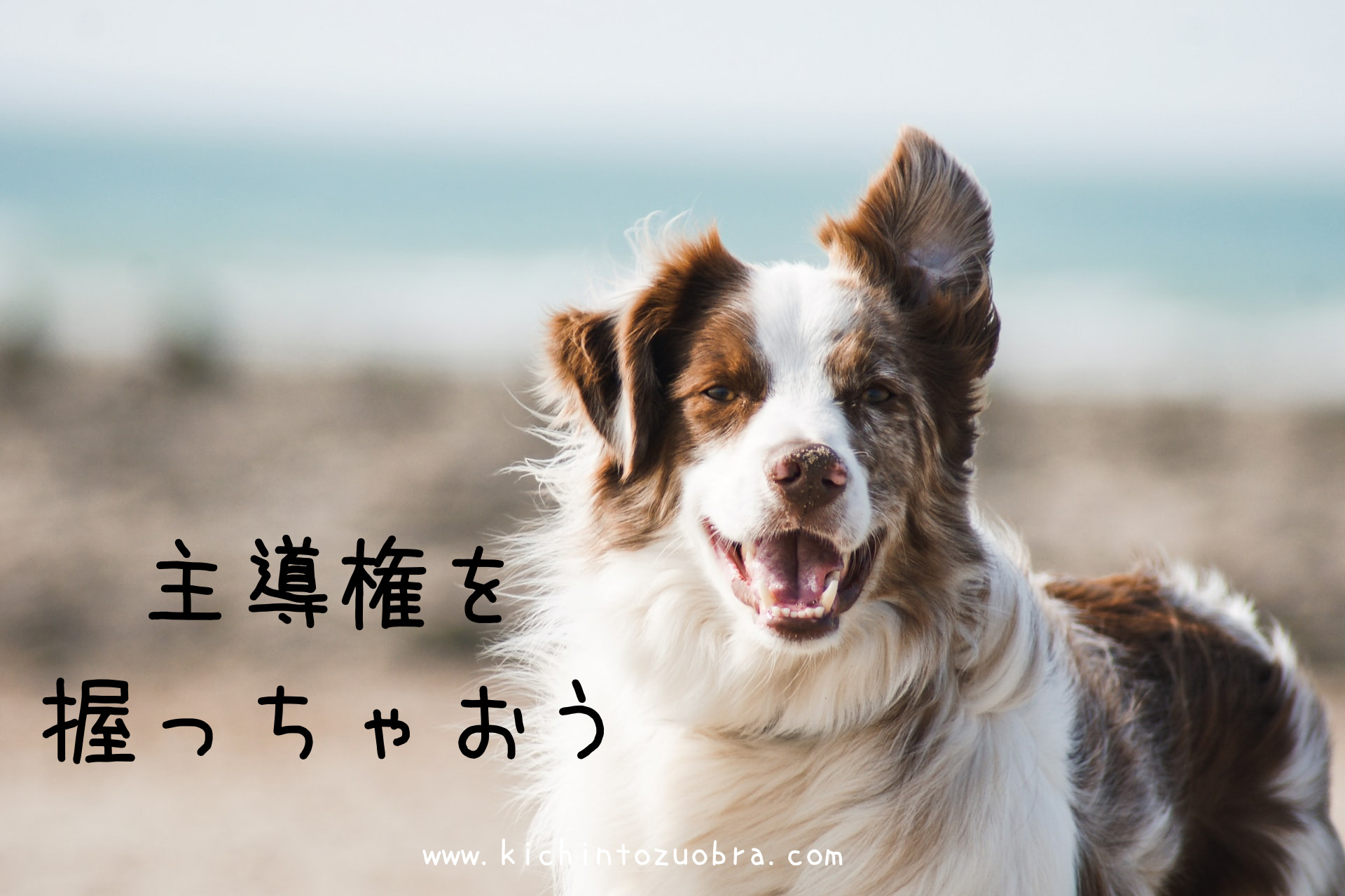 犬のしつけ こまかくしつけをしたくないなら4つのポイントをおさえて主導権を握っちゃおう きちんとズボラ