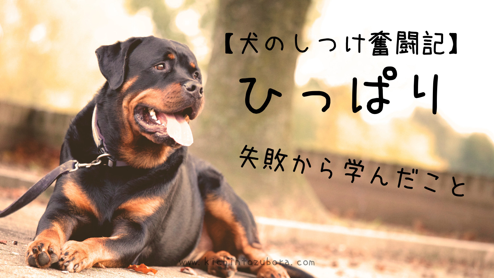 犬のしつけ奮闘記 引っ張り 失敗から学ぶ理想のトレーニング きちんとズボラ