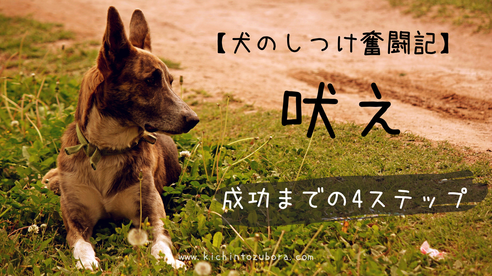 犬のしつけ奮闘記 散歩での吠え 成功までの4ステップ きちんとズボラ